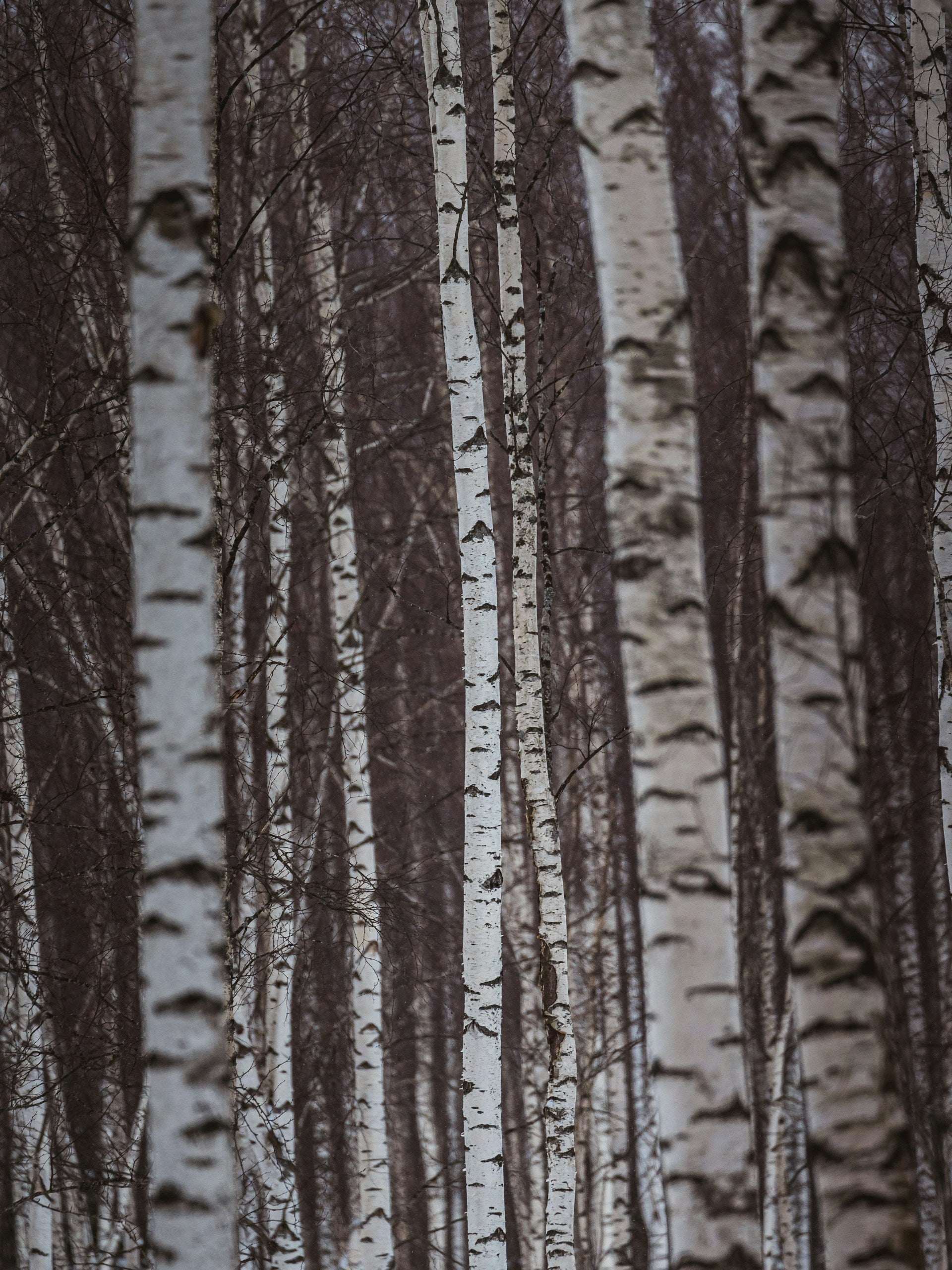 Close-up of birch tree trunks with white bark and dark brown bark.
