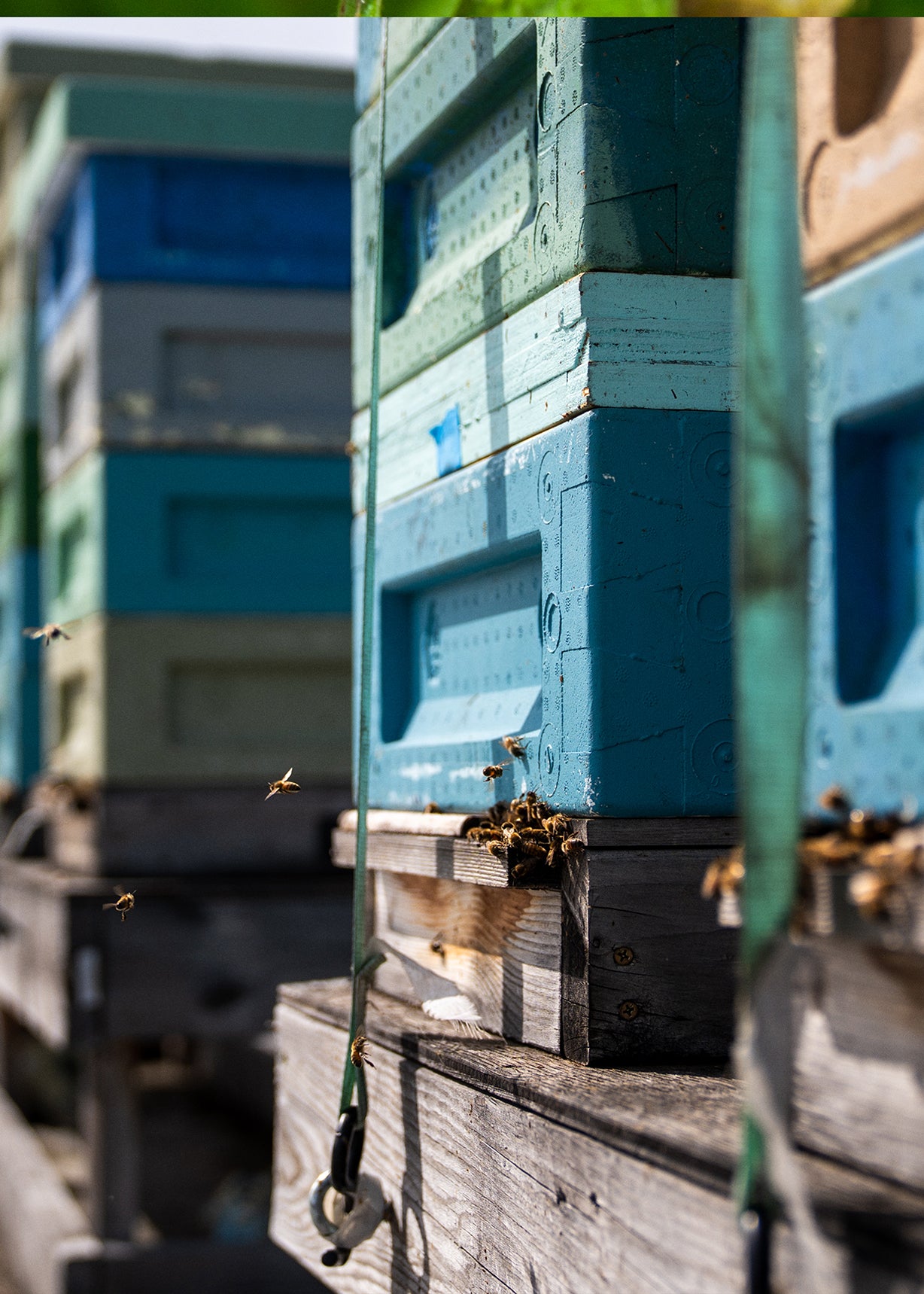 Close-up of a blue beehive with bees around it, on a sunny day.