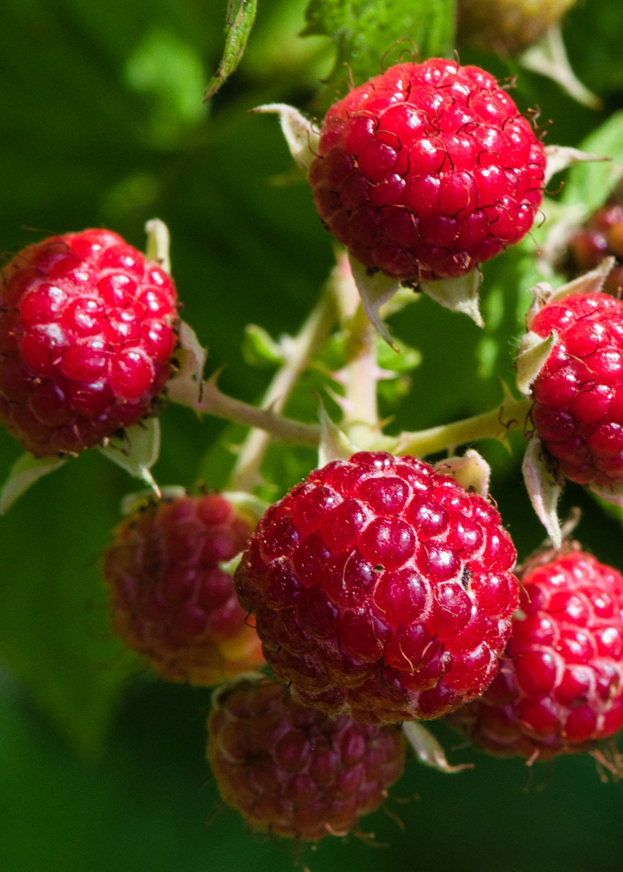 Close-up of red raspberries on a green leafy background
