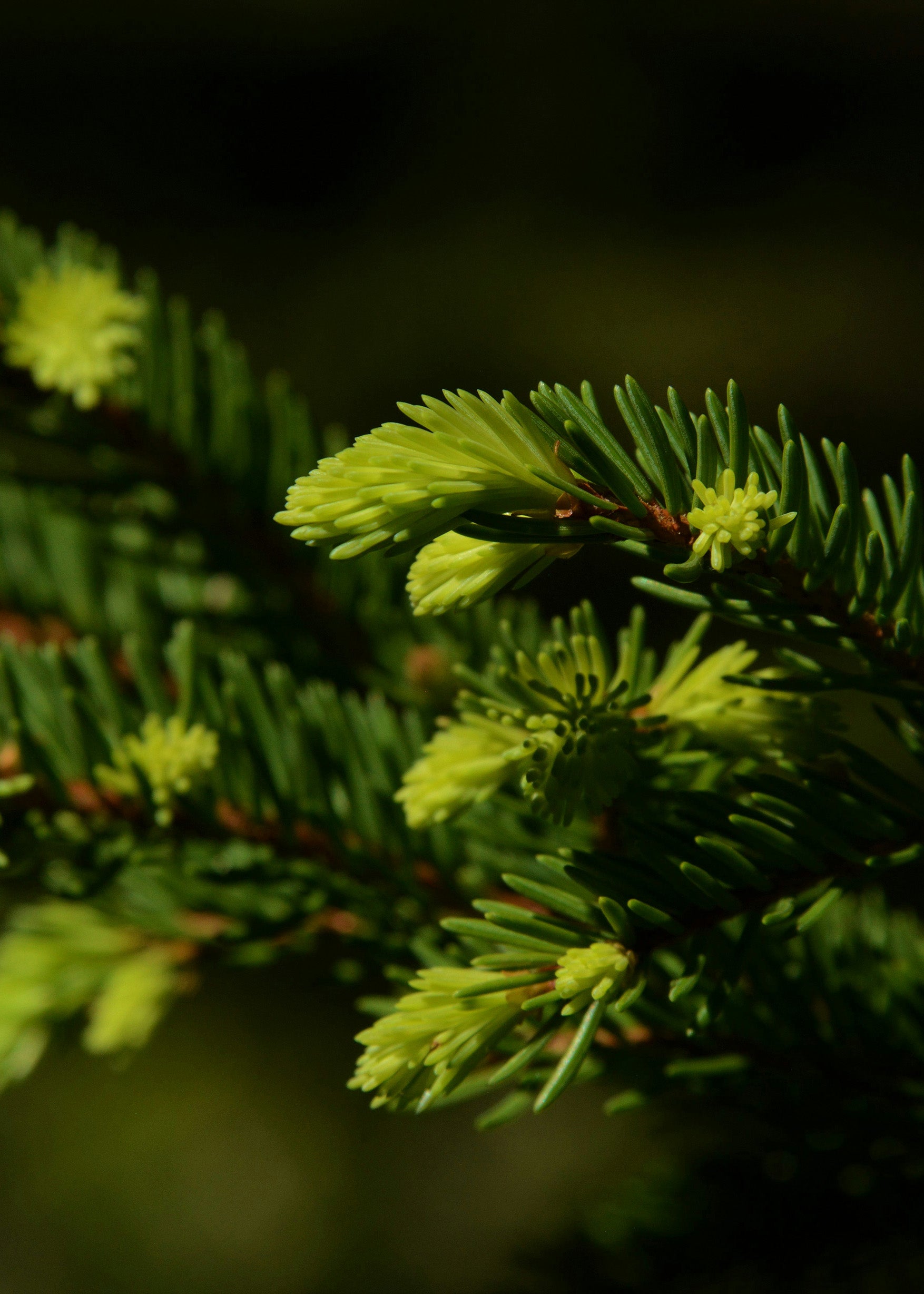 Close-up of green pine needles with a dark background