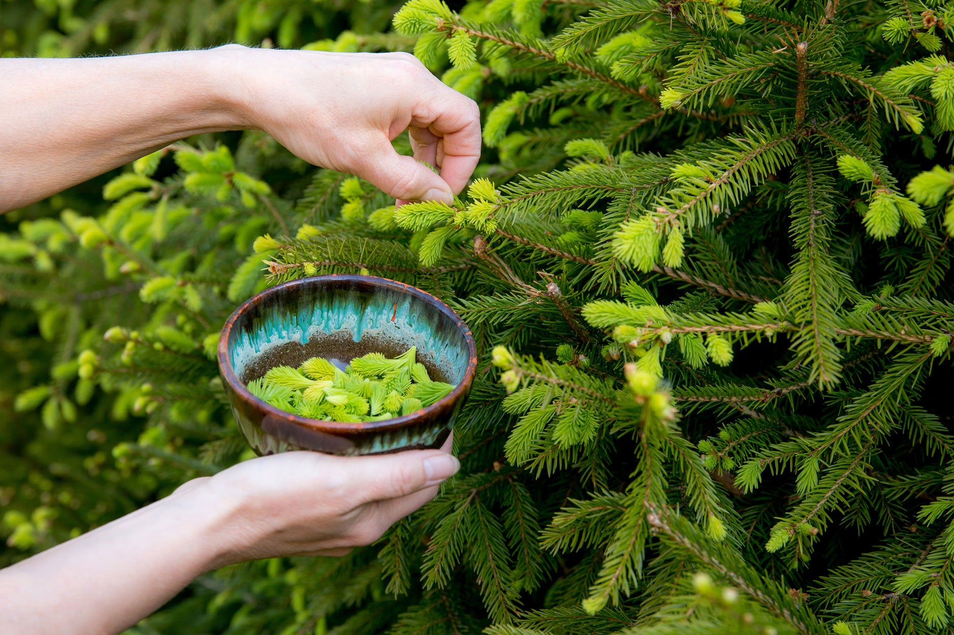 Person holding a bowl of green berries against a backdrop of green foliage